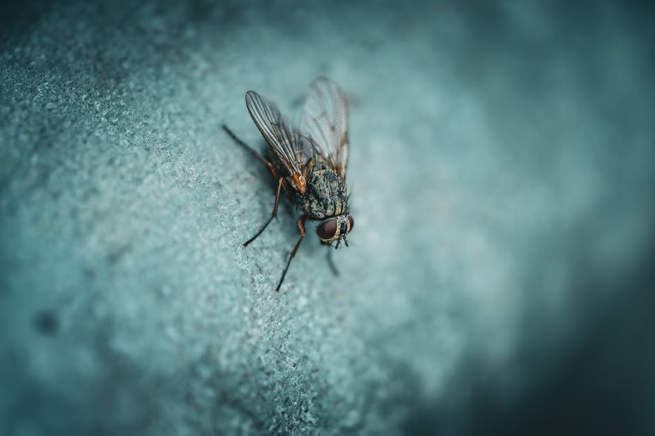 A close-up macro photograph of a housefly resting on a textured, slightly rough surface with a bluish-green tint. The housefly has a dark, mottled grey and black body with fine hair-like structures on its thorax and abdomen, and transparent wings with visible veins extended over its back. It features large, compound eyes that are reddish-brown, and small, segmented antennae situated between them. The fly's six legs, which are jointed and covered with tiny hair, grip the surface, and its head is slightly tilted downward. In the background, the surface appears blurred, emphasizing the detailed features of the fly, which is positioned towards the left side of the image. The environment suggests an outdoor or industrial setting where insects might be present, aligning with themes of hygiene, pest control, or waste management. This detailed, neutral description of the fly's morphology and environment supports accessibility and subtly relates to waste management topics like pest control or on-site clearance performed by companies such as Waste Clearance Paddington.